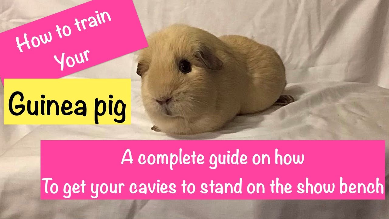 How to Train your Guinea Pig to stand on the Show Bench