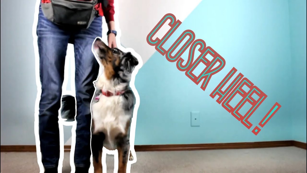 How to Teach a Dog to Contact Heel