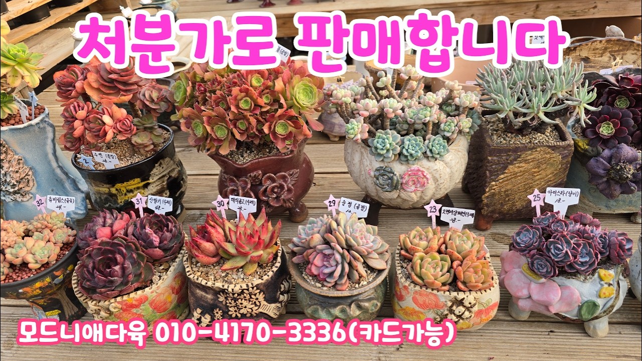 260315📍#모드니애다육 플로레센스 수연 라울 핫세이 레드딤플 아모르파티 아르제 매직쨈골드 골드젤리 환엽캐비어 라울 화이트팜