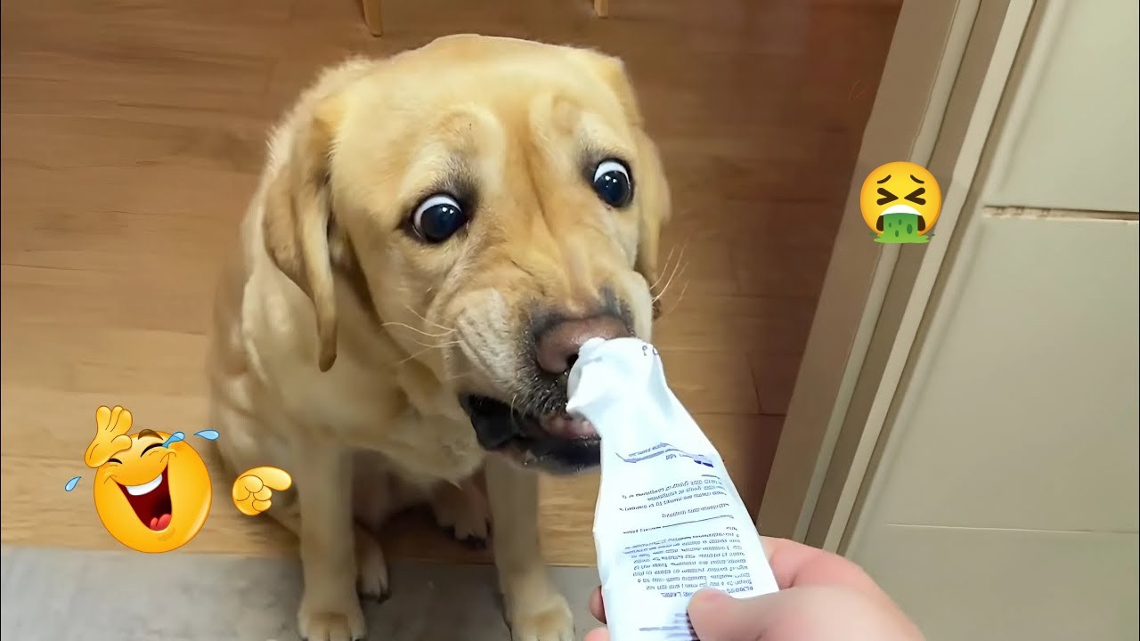 You Won’t Believe How Funny These Dogs Are 😂🐶 Best Funny Animals 2026 #60