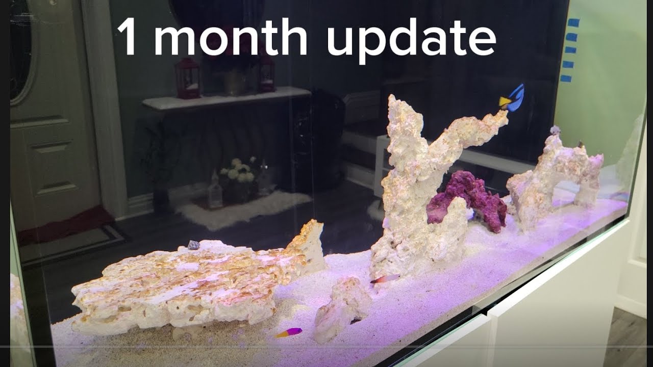 Diatoms. New Fish. 1 Month. WATERBOX 110.4 Gen 2