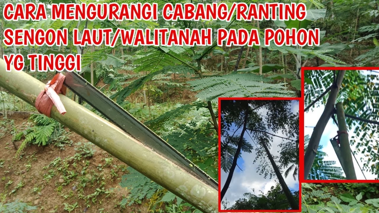 CARA MENGURANGI CABANG/RANTING SENGON LAUT/WALITANAH PADA POHON YG TINGGI