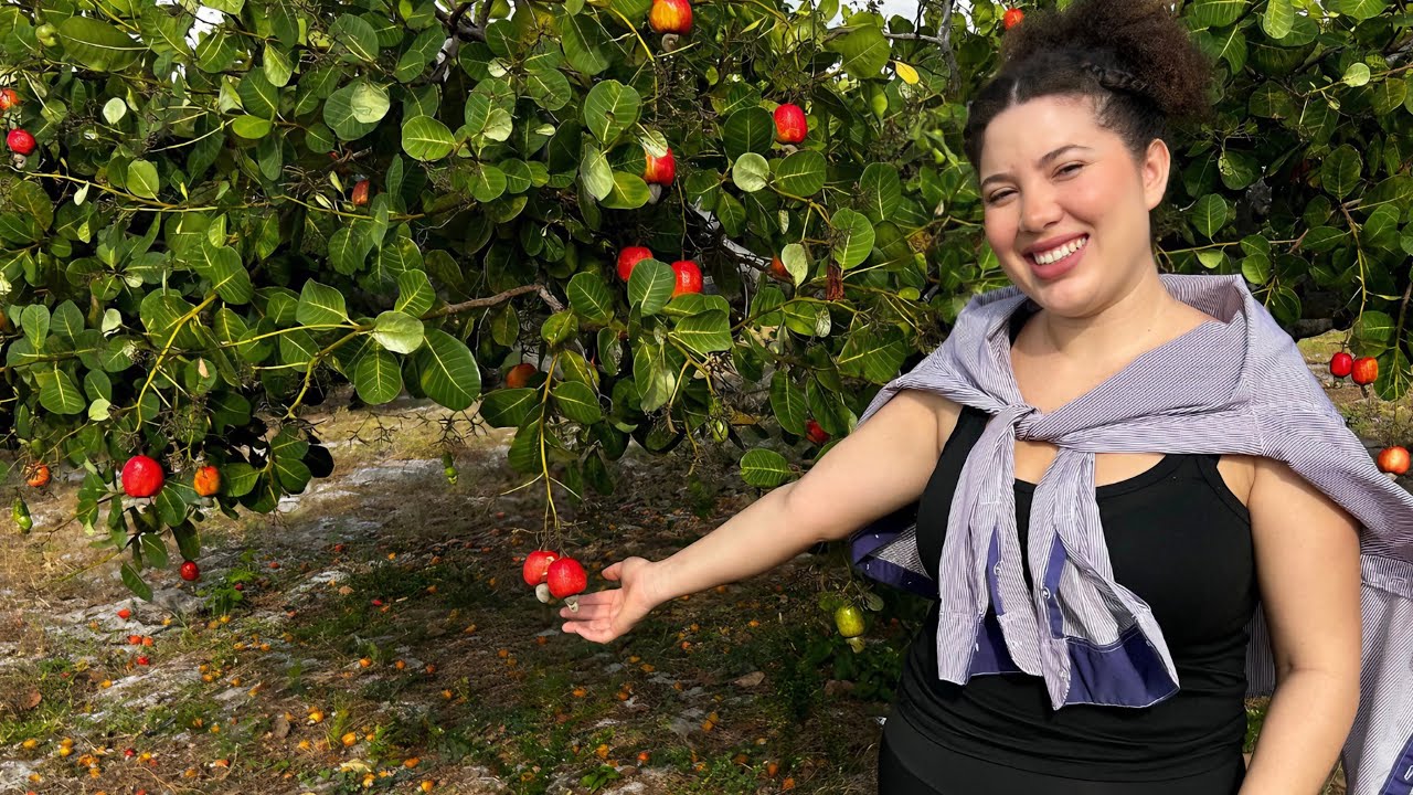 AS FÁBRICAS DE CAJU DE POLPA ABRIRAM 🎉🥰 como estão nossos cajueiros? Rotina voltando ao normal 👩🏻‍🌾