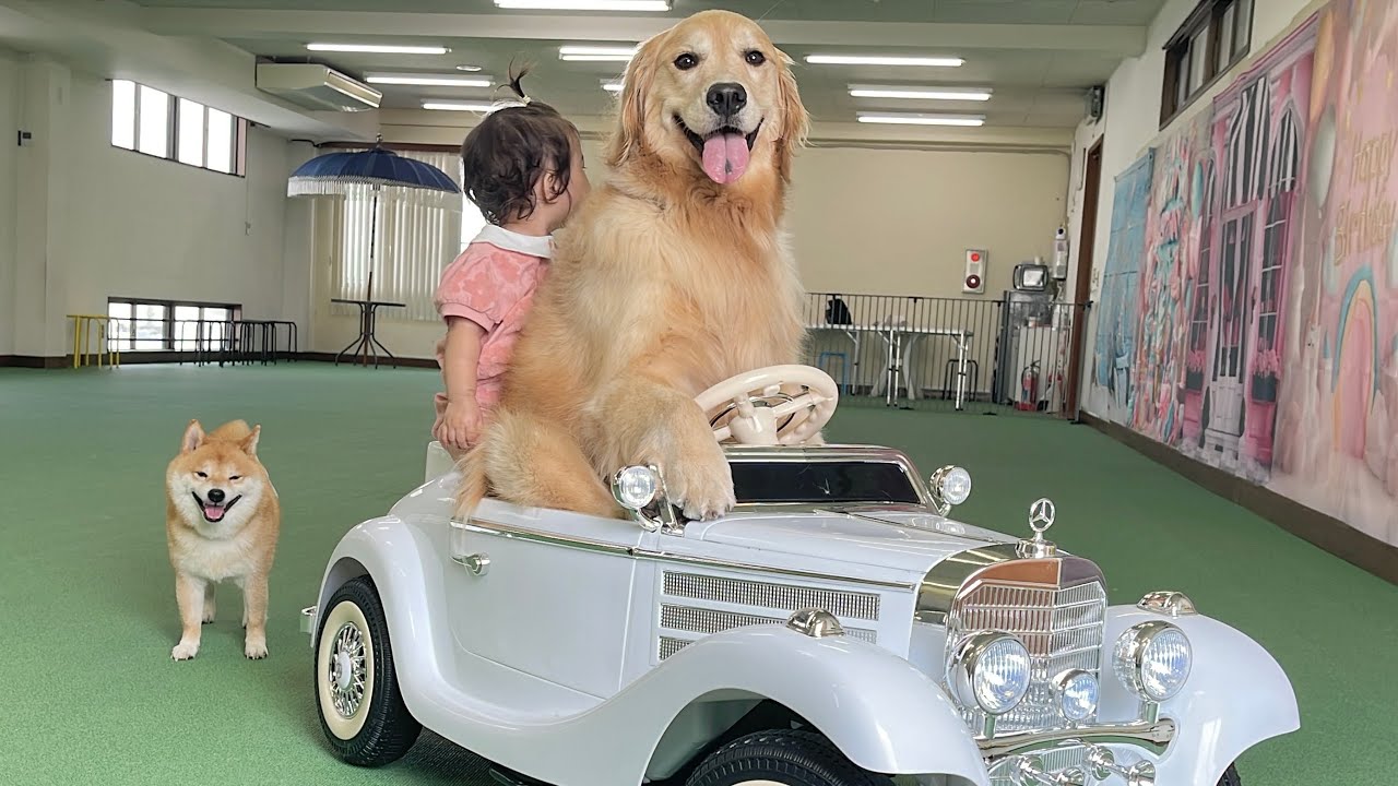 1歳児と離れたくなくてずっとついて回るゴールデンレトリバーが可愛すぎました...