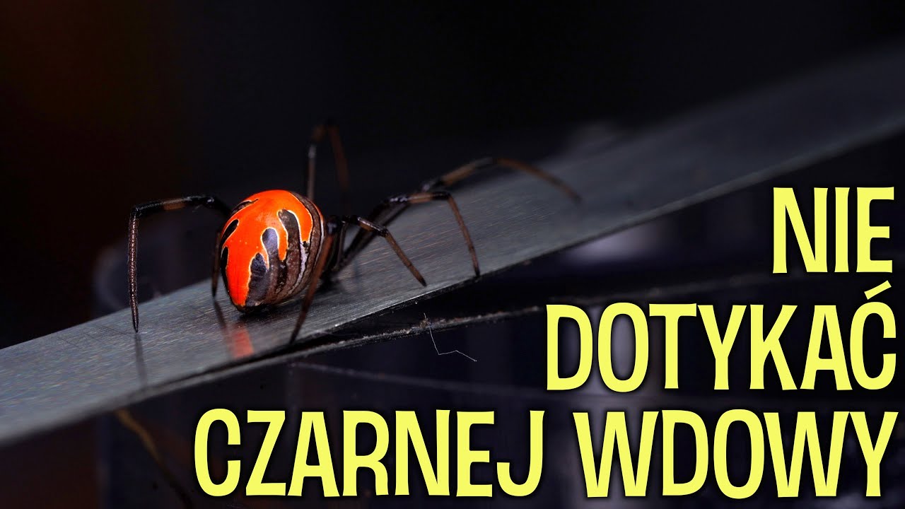 Wdowa z Malezj! Latrodectus elegans i inne NOWOŚCI