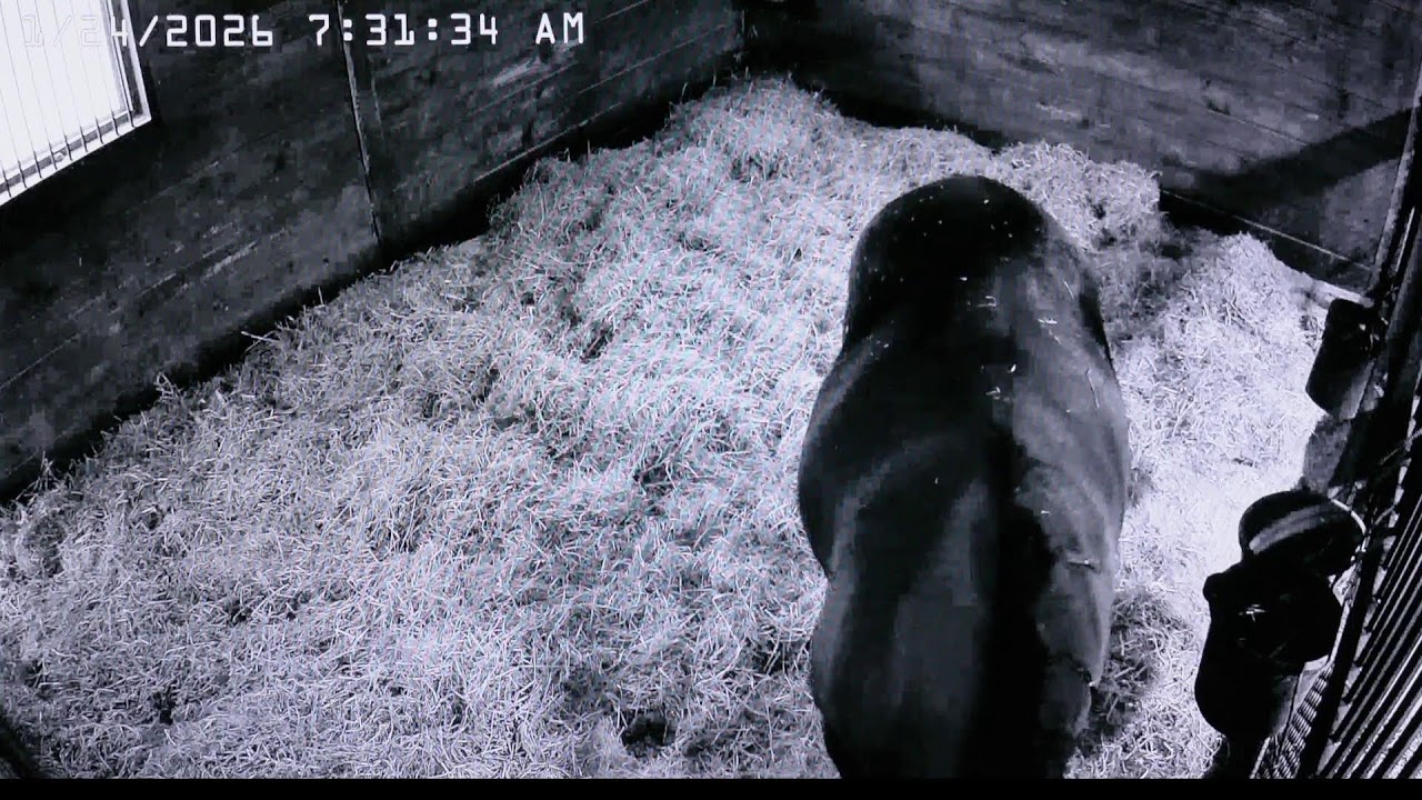 Foal Watch Live Cam .01.23.2026