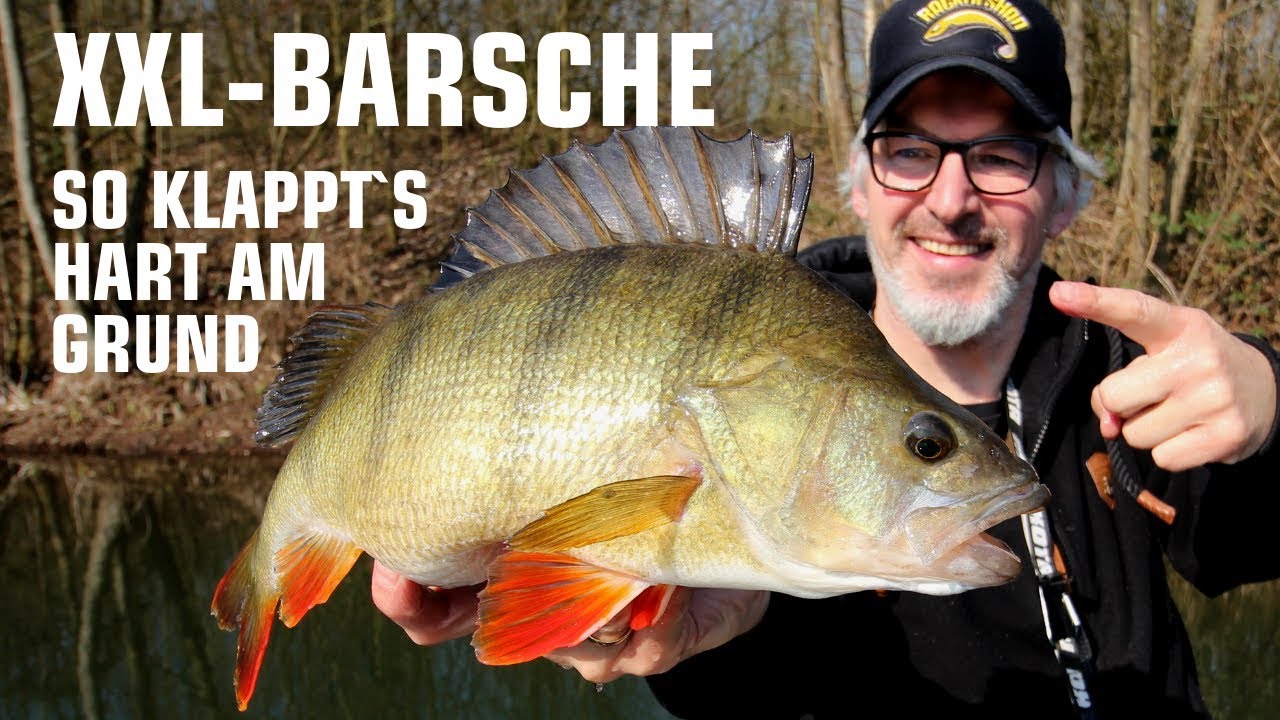 Barschangeln - so f&auml;ngst du XXL Barsche mit Gummifischen