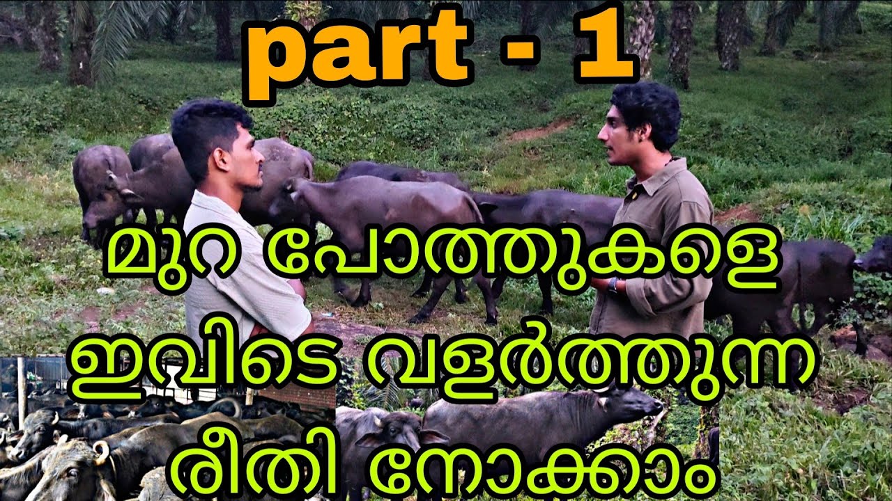 75 മുറ പോത്തുകൾ ഉള്ള കൊല്ലത്തെ ഫാം. മാതൃക ആക്കാം ഈ കർഷകനെ 🐃❤️.