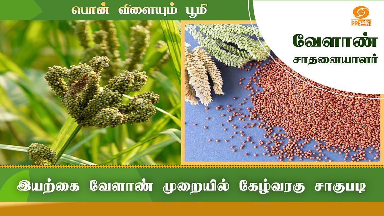இயற்கை வேளாண் முறையில் கேழ்வரகு சாகுபடி | Successful Farmer 