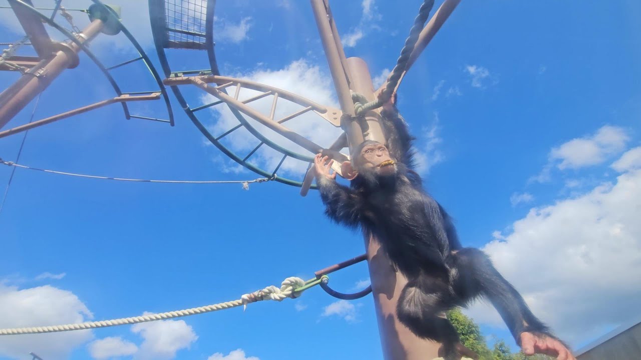 チロとニナちゃん　動物を殺害して「伝えるのは、命 」旭山鬼畜動物園　チンパンジー　202509
