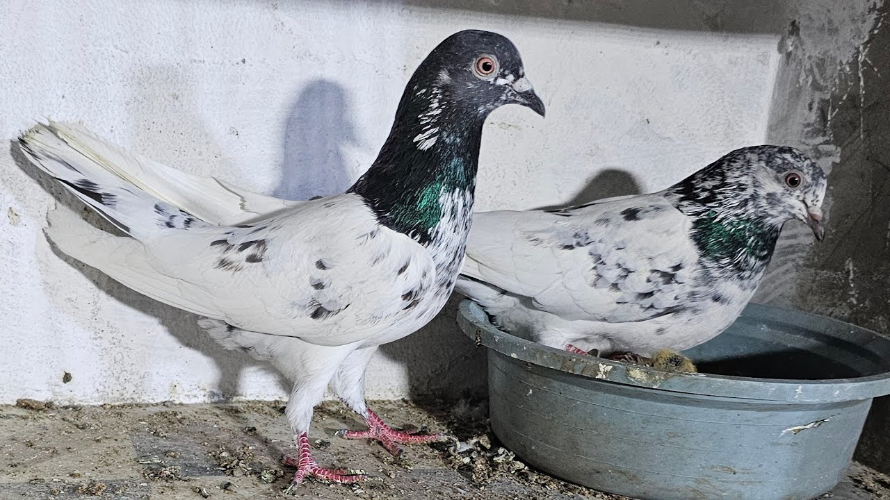 ❤️🕊🕊KGN pigeon loft Gautam  is live🕊🕊❤️