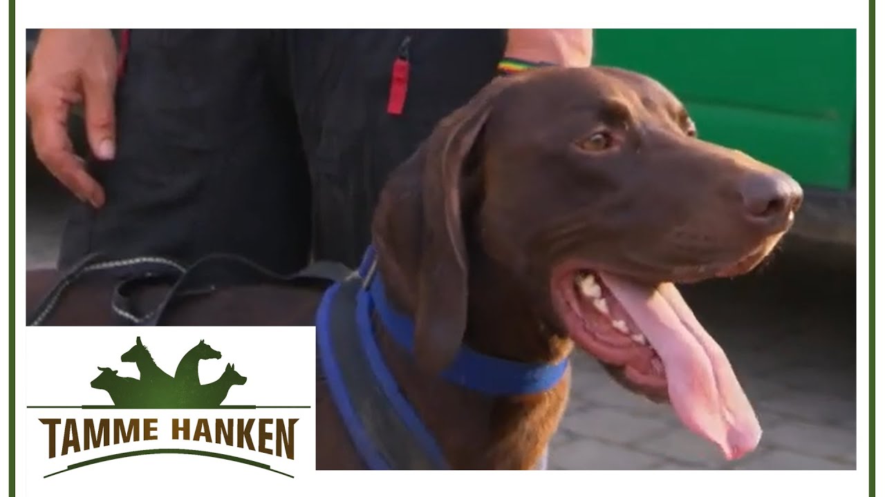 Spitzensportler in Behandlung: Tamme renkt Schlittenhund ein | Tamme Hanken | Kabel Eins