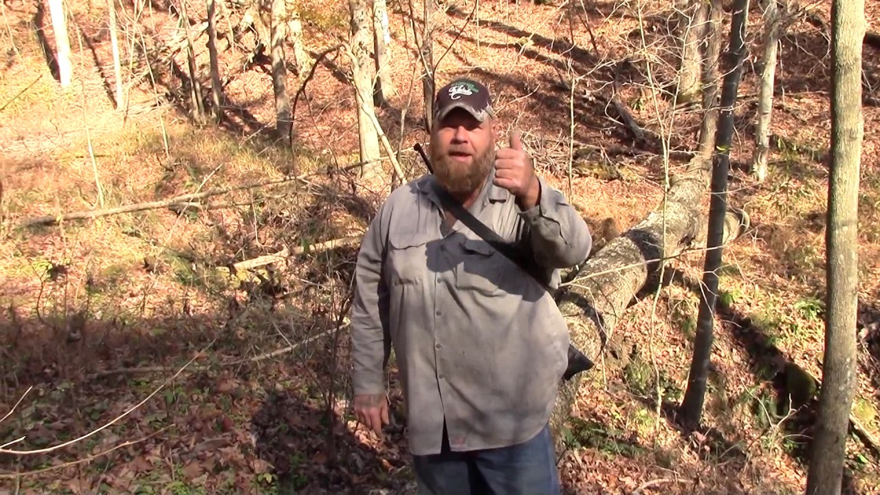 Finding and Digging Yellow Root (Golden Seal)