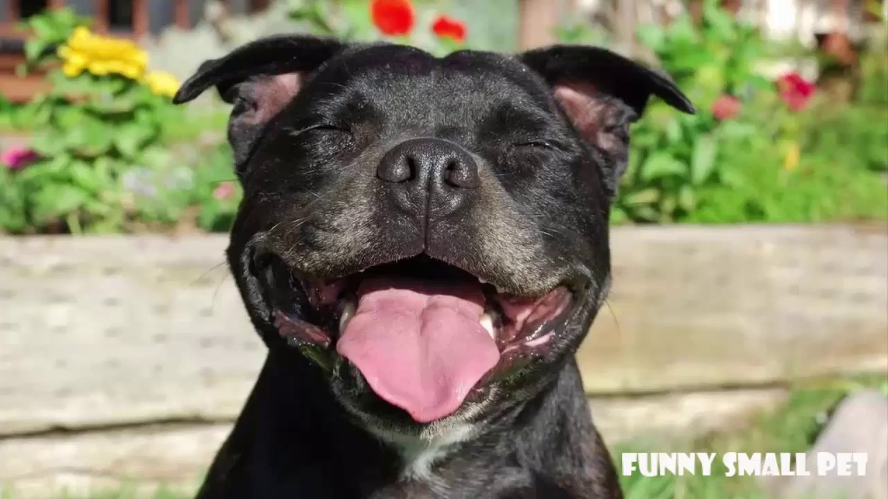 Funny Talking Dog (Staffy 🔴 Staffordshire Bull Terrier) Compilation 2017