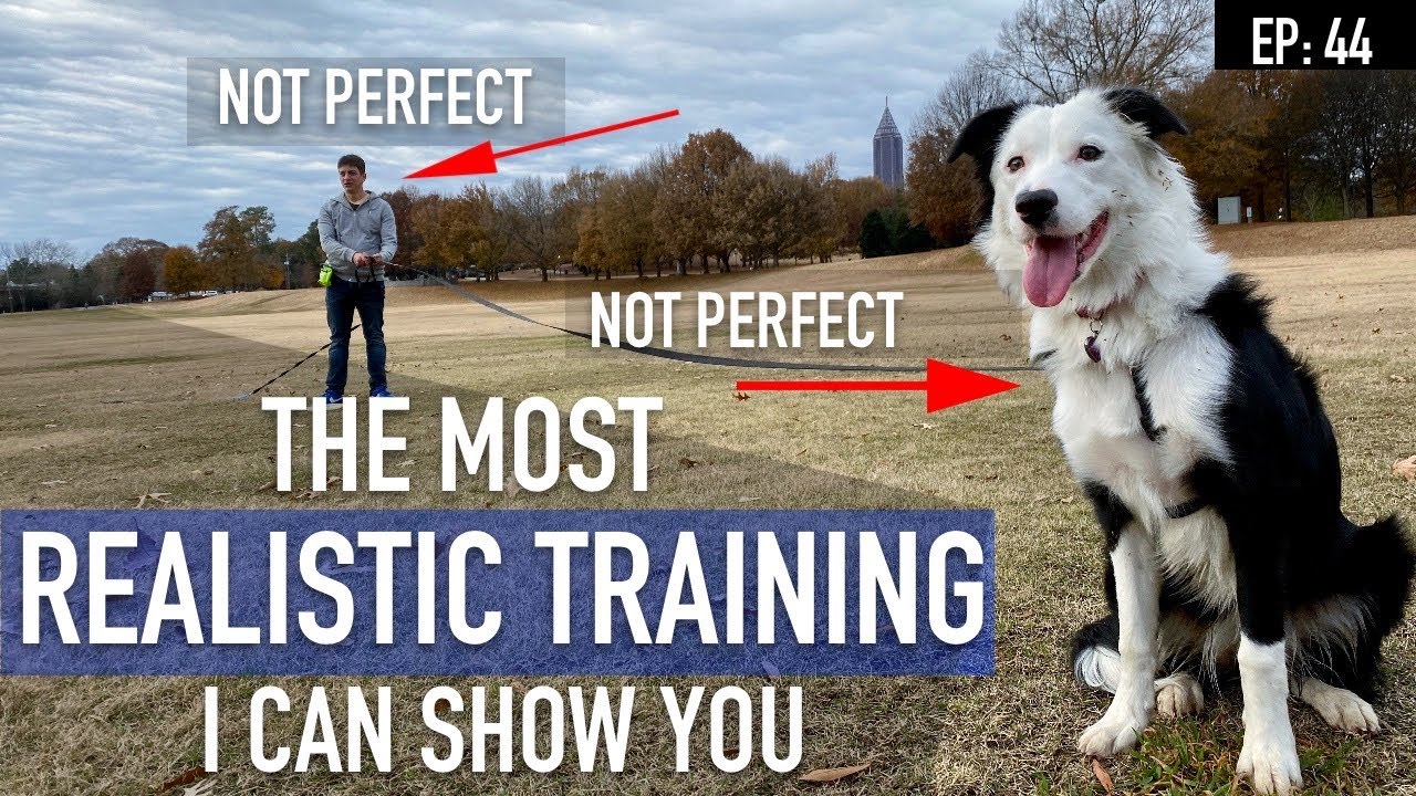 There is no such thing as a perfect dog or a perfect trainer...Here’s proof!