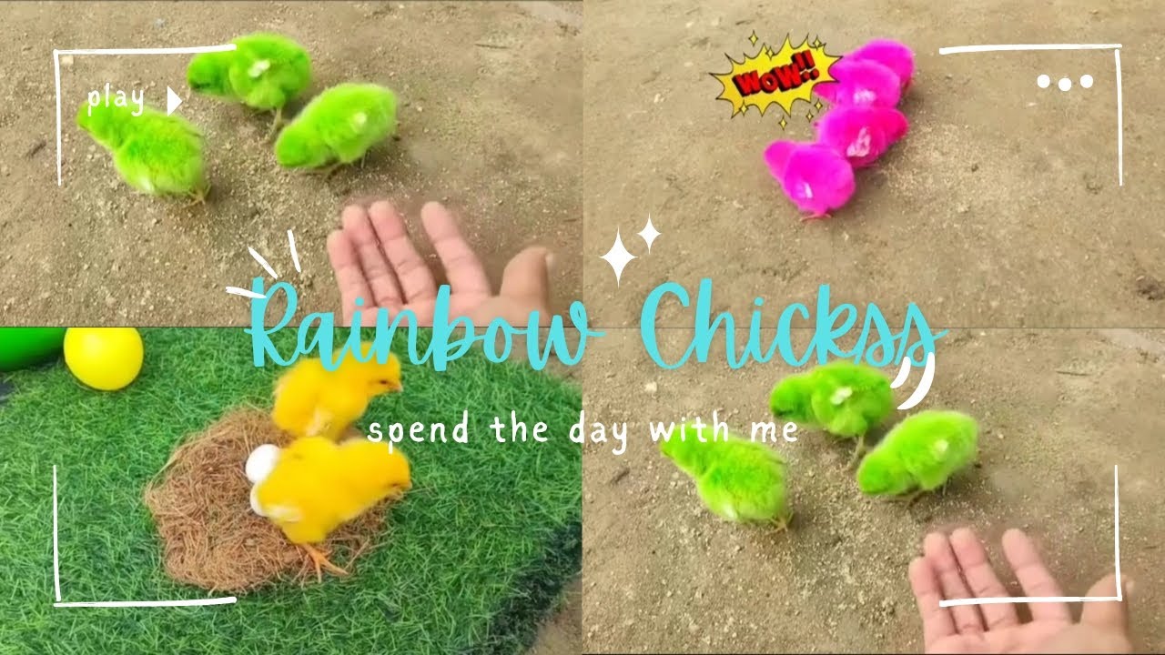 FOUND MANY CUTE RAINBOW CHICKENS