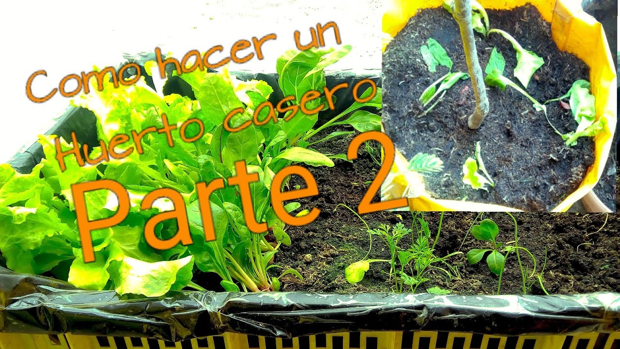 COMO HACER UN HUERTO CASERO | PARTE 2| MACETO HUERTO🥬🥦🥒