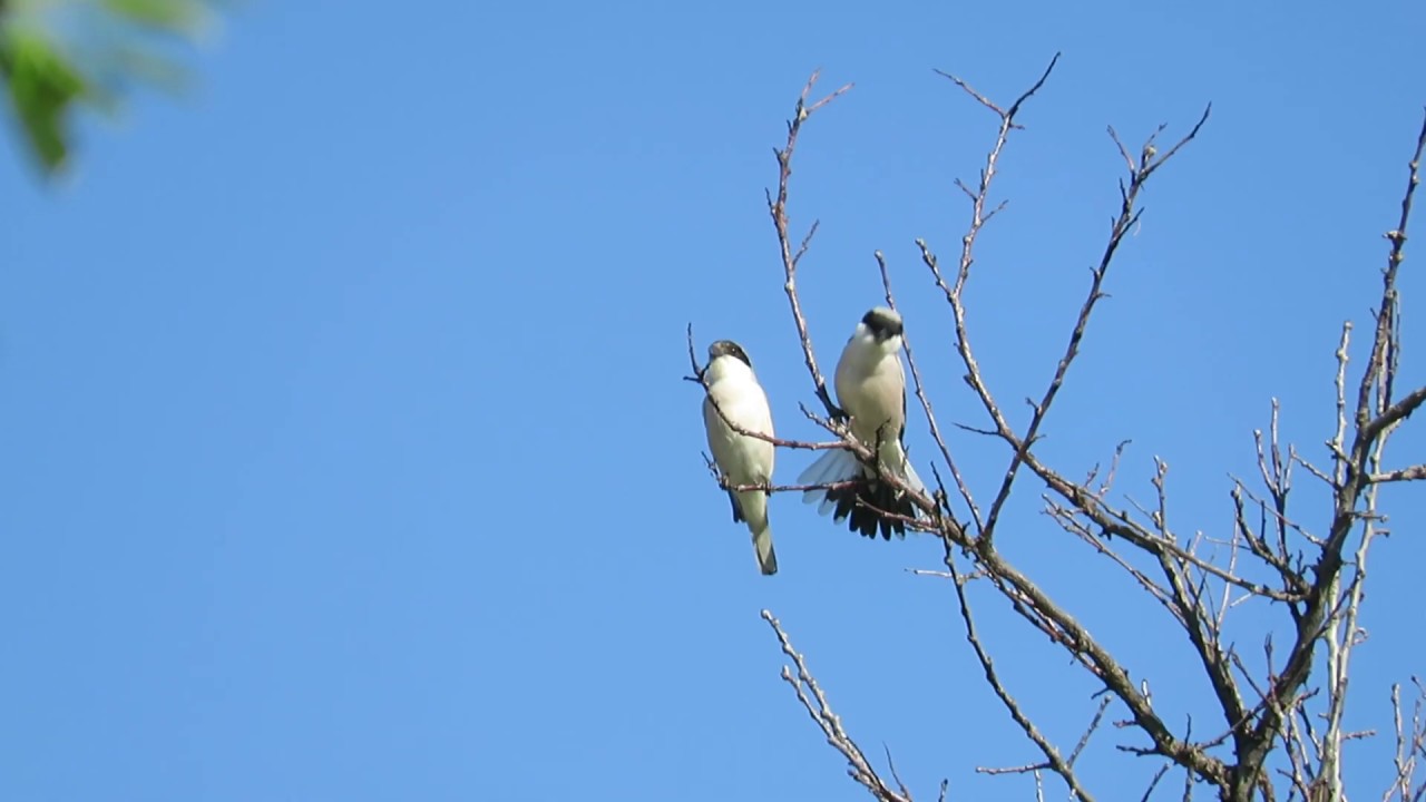 Karaalınlı örümcekkuşu (Lanius minor) - Lesser Grey Shrike Courtship