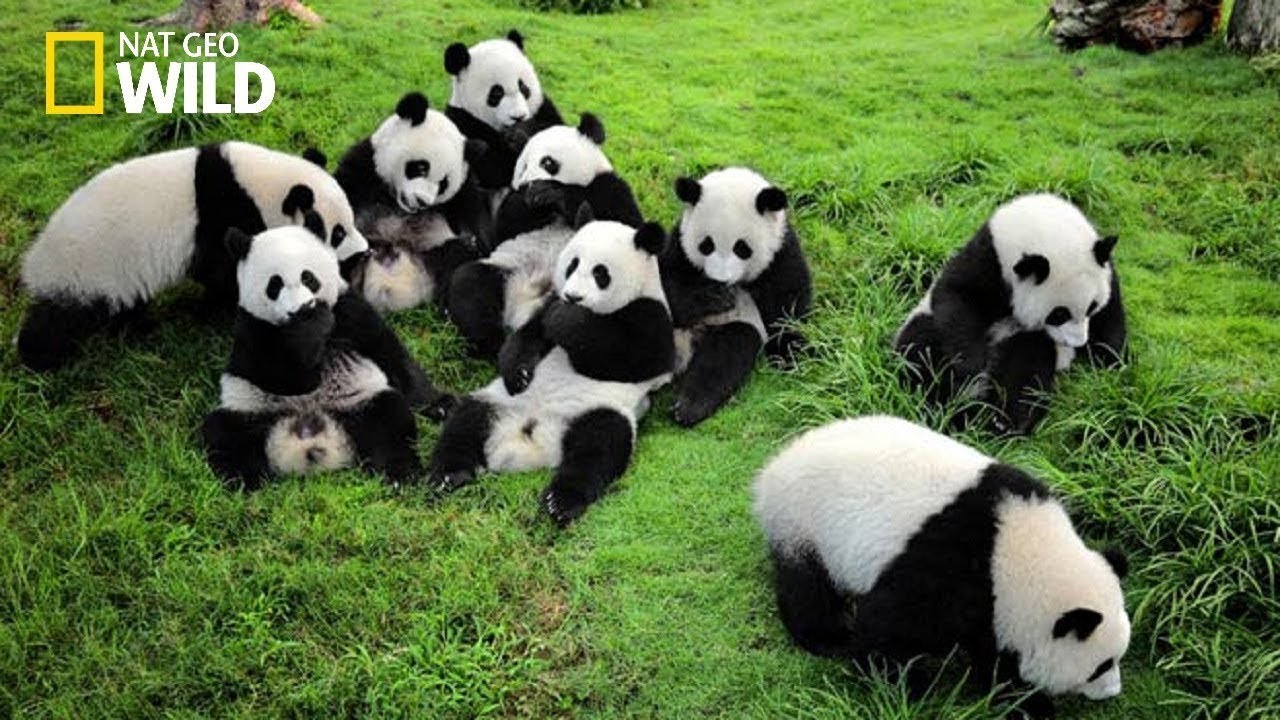 Life of Rare Panda &ndash; National Geographic And Wildlife Animal Documentary