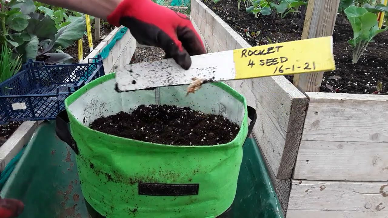 Caveen Potato Vegetable Grow Bags Update 🌻 Rocket First Earlies Potato Reveal 🌻 Vegetable Harvest