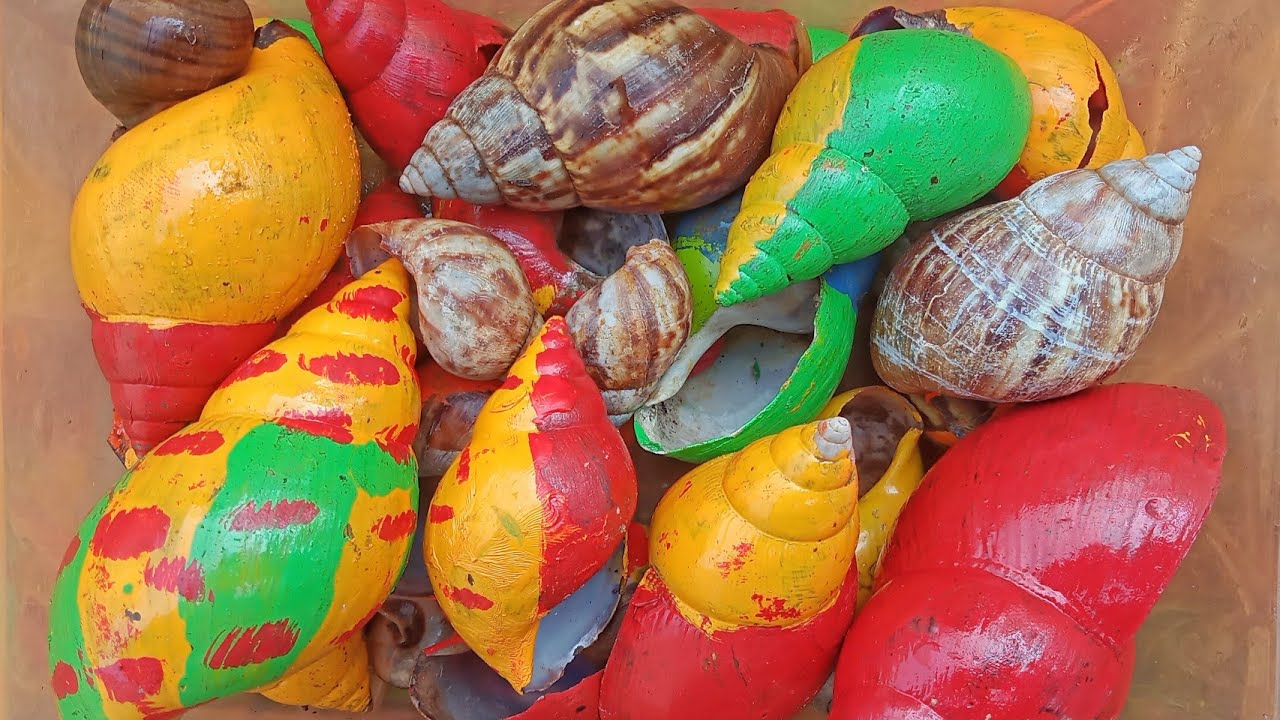 🐌many colorful snails in the cave | giant snail | snail nest | millipede ||small animal