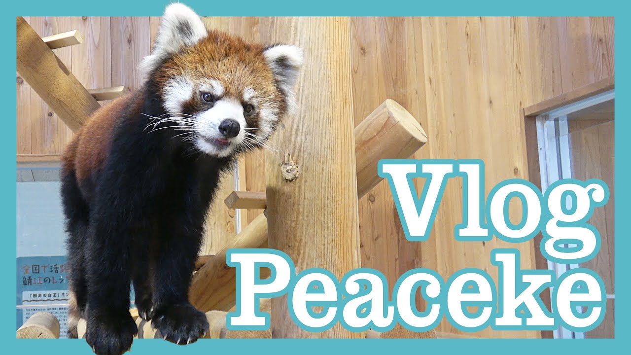 Vlog of Peaceke, so lovely Red Panda in NISHIYAMA Zoo at SABAE City in JAPAN #西山動物園 #レッサーパンダ