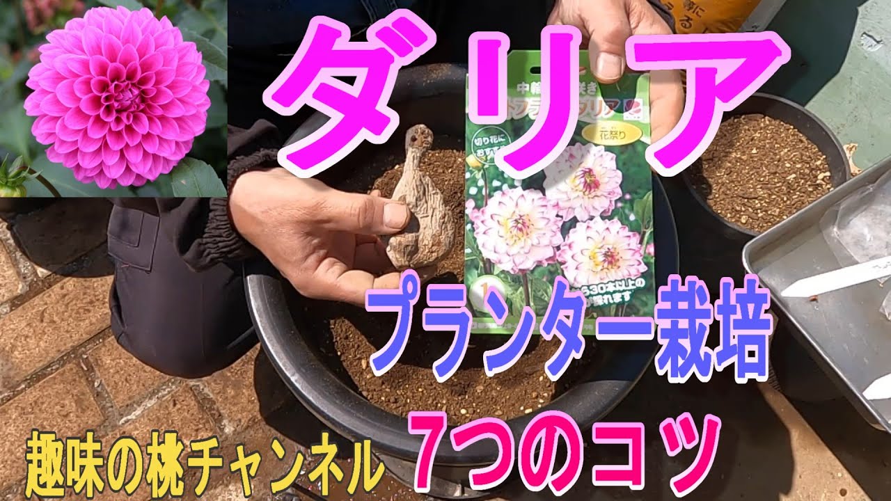 【ダリア】プランター栽培　7つのコツ　25/4/13
