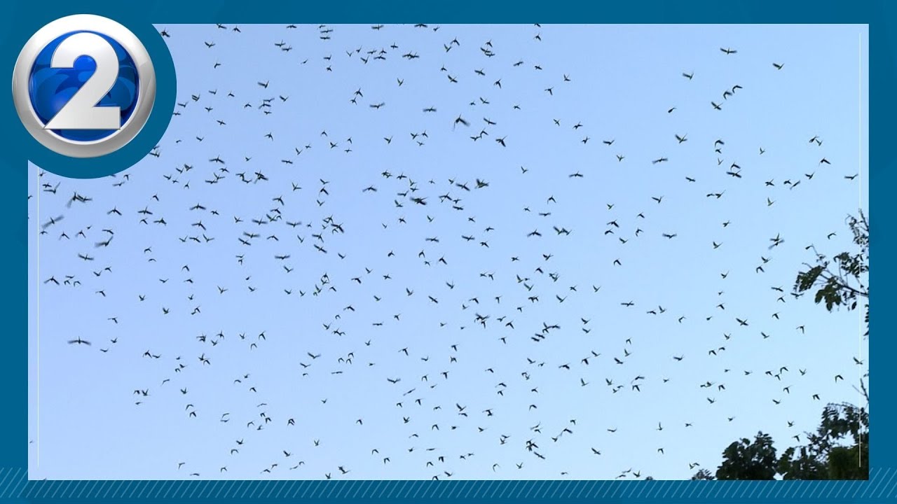 Pesky parakeets causing Hawaii food production woes