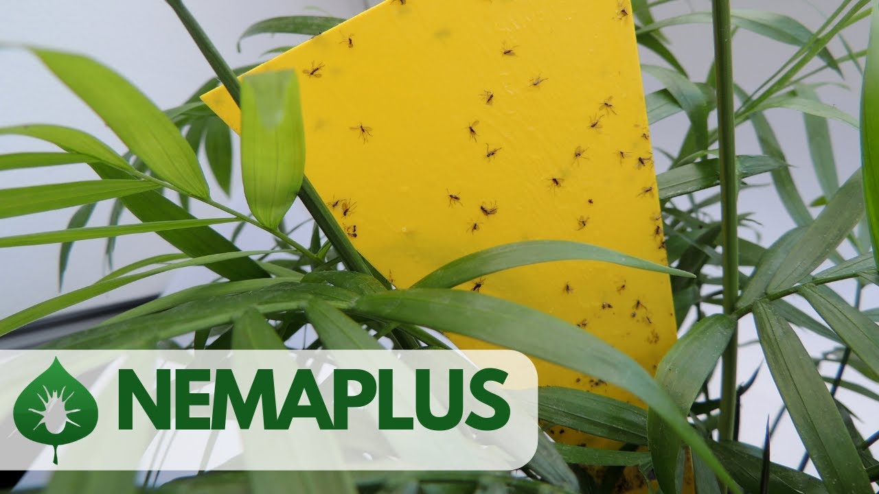 NEMAPLUS - účinná metoda jak se zbavit smutnic