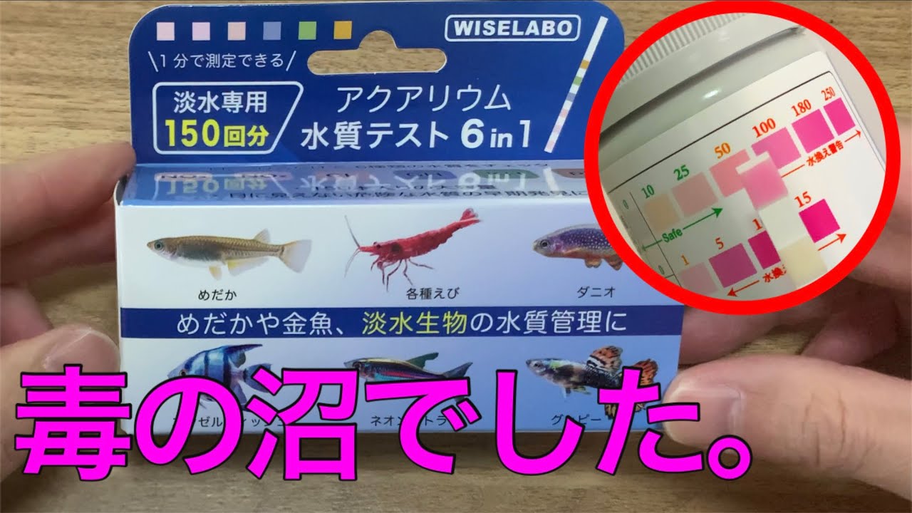 【絶望】水質検査したら硝酸塩が限界突破…放置してたら全滅してたかもしれません。