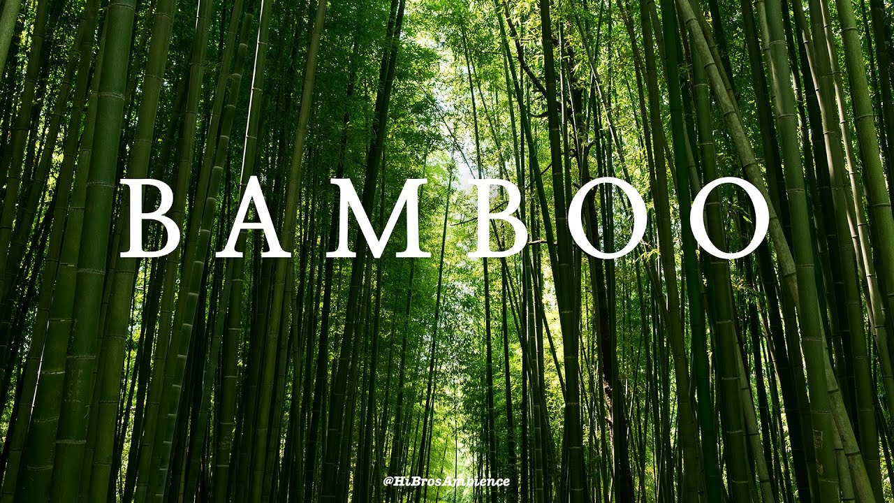 Bamboo Forest Nature Sounds, Juknokwon, South Korea | Nature Relaxing ASMR Video
