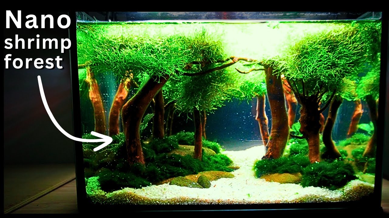 EASY No-Filter Forest Shrimp Tank With Day and Night Modes!