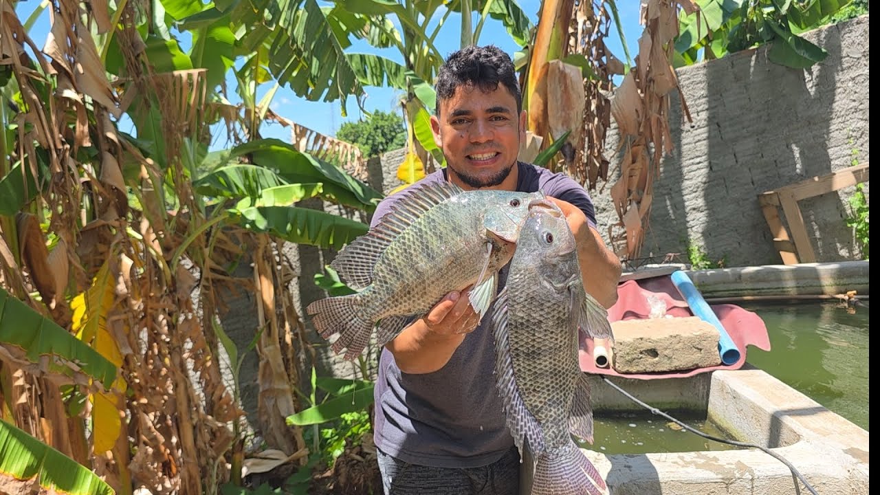 Mistura nunca falta dessa maneira #tilápia #tanque