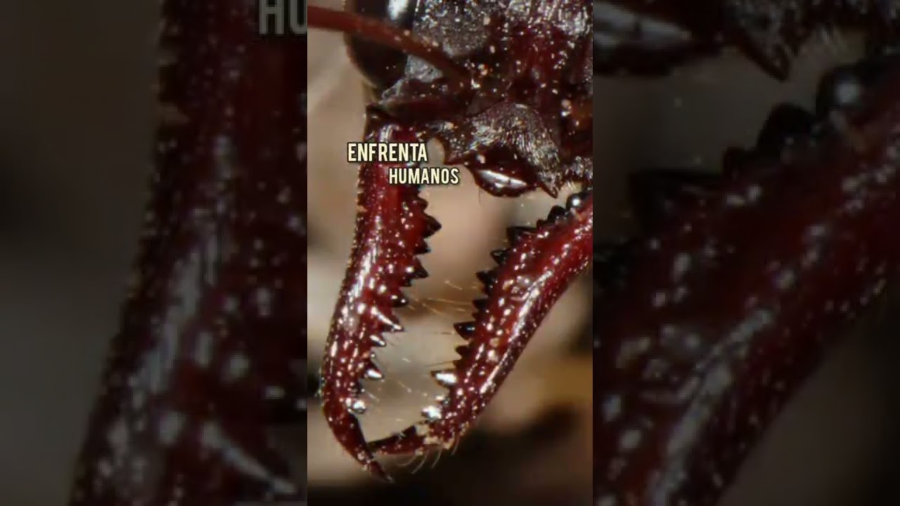 Qual a formiga mais venenosa do mundo? #curiosidades #formiga #formigas #fatoscurioso #curiosidade