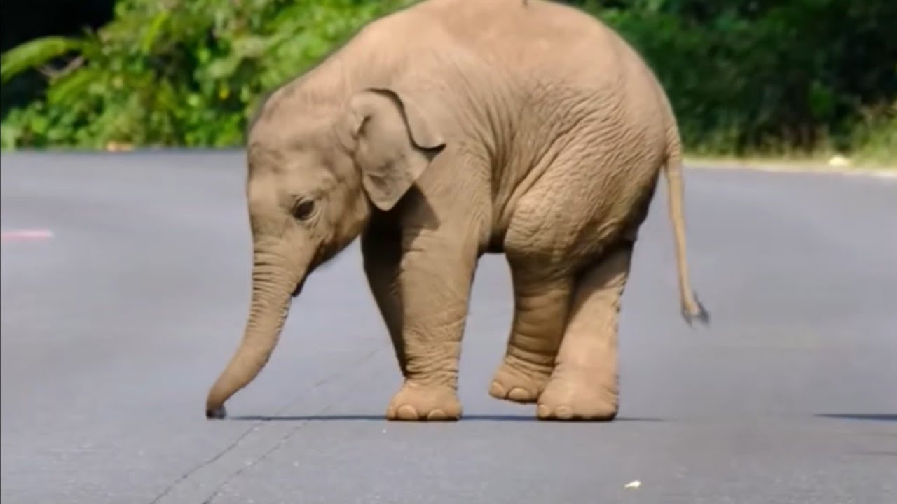 Wait For It! This Cute Baby Elephant Discovering Its Own Shadow!