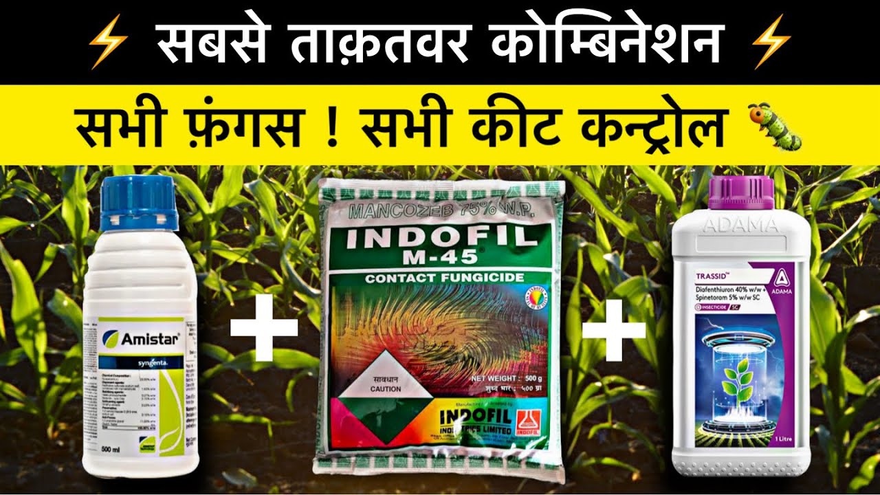 Best powerful fungicide and insecticide combination | trassid insecticide | Mancozeb 75 | amistar