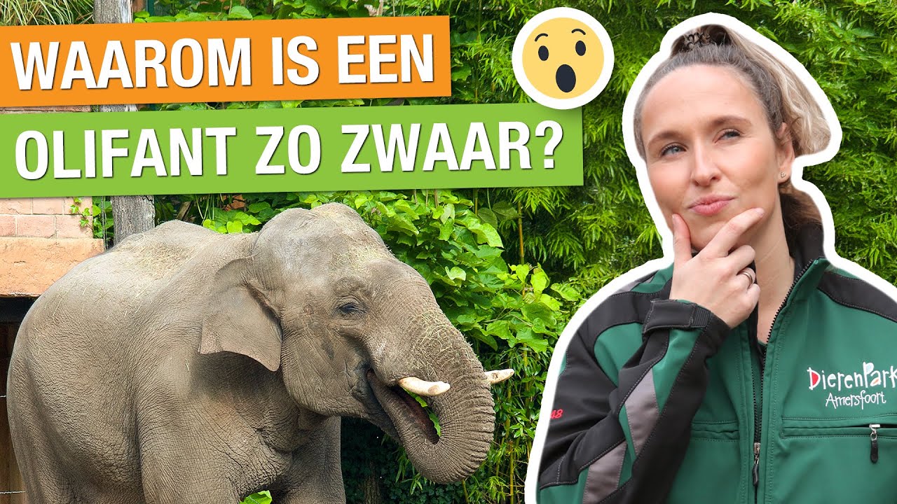 StoryZoo & Carlijns Dierenvraag: Olifanten 🐘