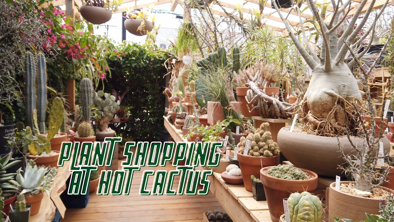 Plant Shopping at Hot Cactus in Los Angeles