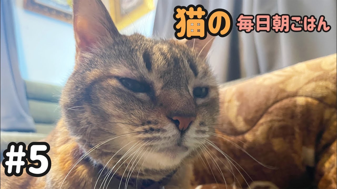 猫の毎日朝ごはん生配信！かに座完成🦀【#5】 2026.1.9