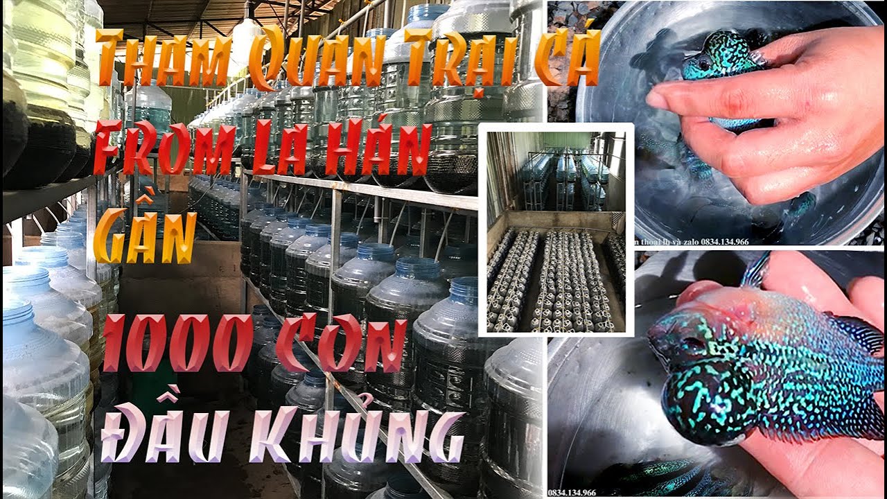 Tham Quan Trại From Cá La Hán Gần 1000 Con , Đầu To Khủng Khiếp