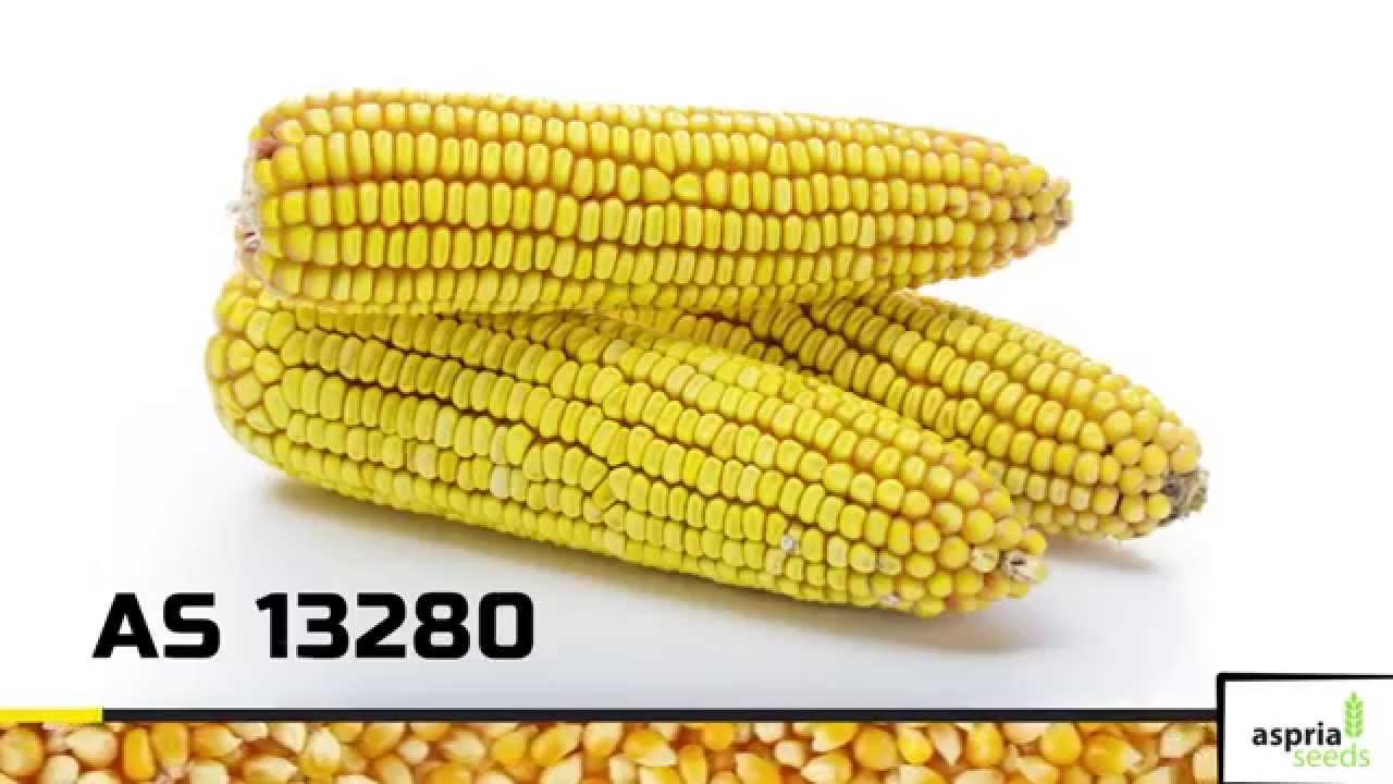 Гибрид кукурузы AS 13280 (ФАО 250)