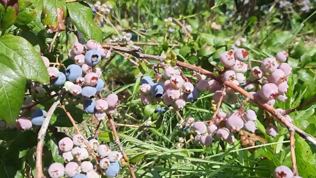 Blueberry. Урожай голубики семнадцати сортов ( 4К )