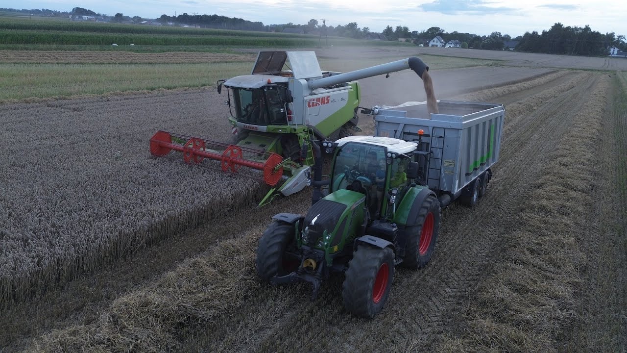 żniwa 2025 pszenica, CLAAS LEXION 510, FENDT 516 VARIO, DZIK 21