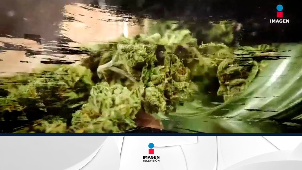 Usos medicinales de la marihuana | Noticias con Francisco Zea