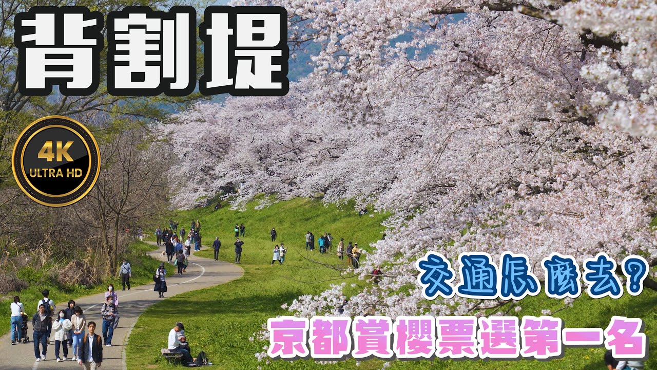 京都賞櫻第一名 八幡市背割堤櫻花隧道 種植1.4公里的櫻花樹 I 最完整的背割堤交通指南解說 I 2025年盛開時間預計在4月上旬