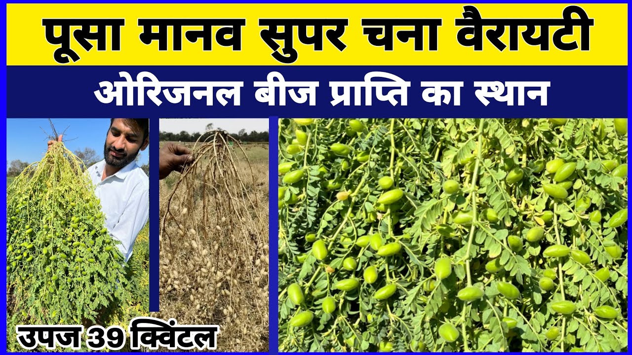 सुपर चना वैरायटी - पूसा मानव चना किस्म की संपूर्ण जानकारी | Pusa Manav Chana | Chane ki best variety