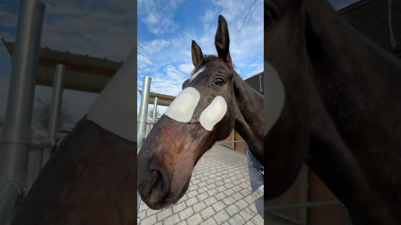Ich kauf dem Pferd jetzt nen Helm mir reichst ⛑️🥲😂🏥 #pferd #horse