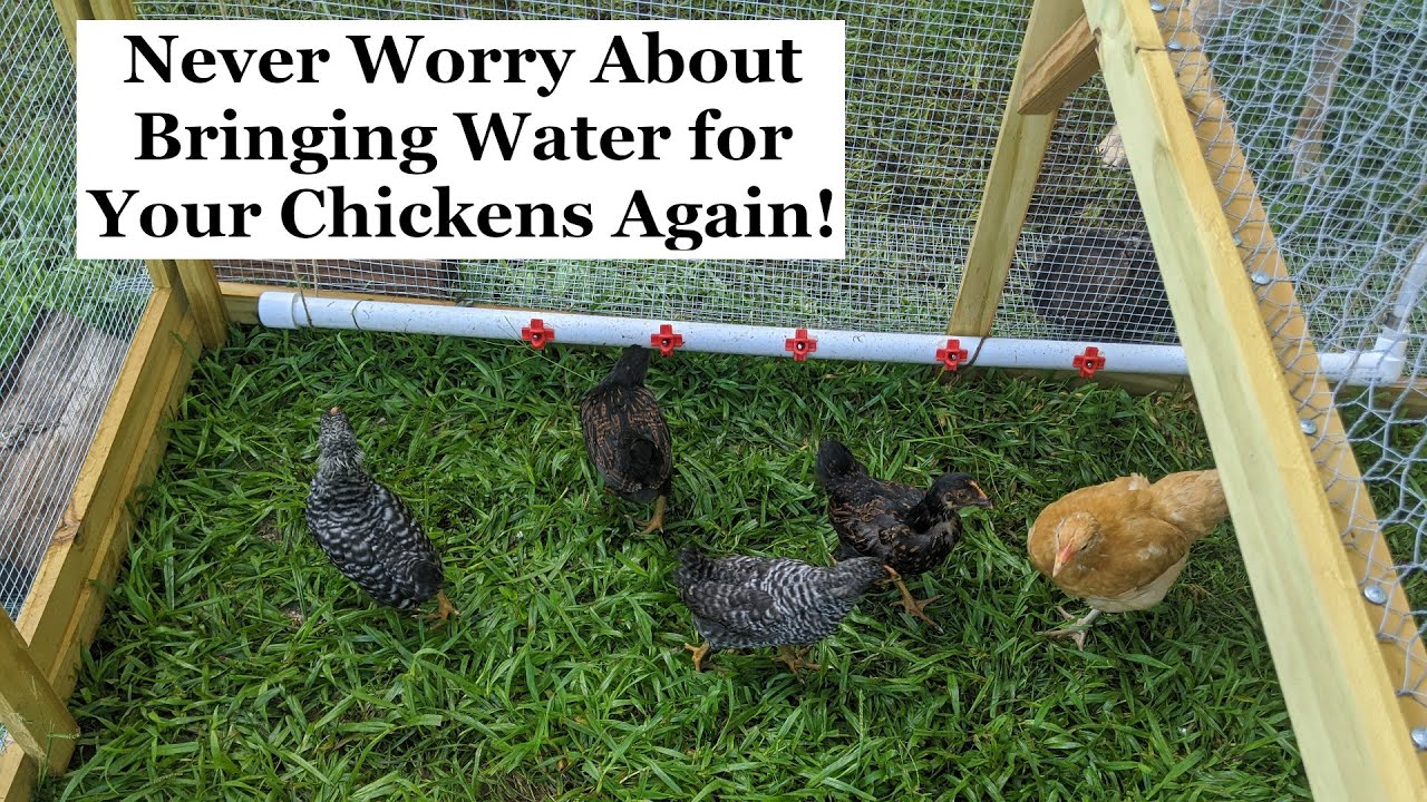 Building a Water Catchment System for Chickens and Other Livestock | Easy for Beginners!