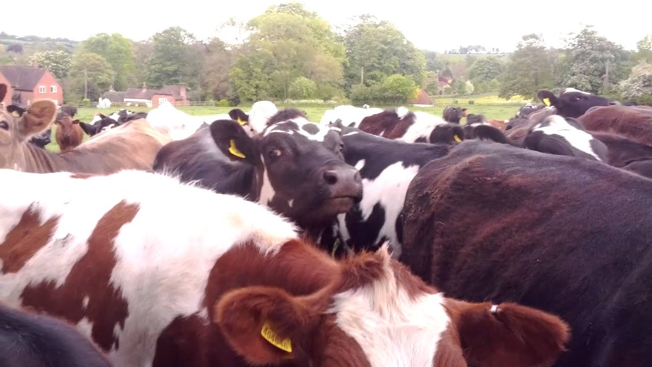 The Human Cow Salt Lick
