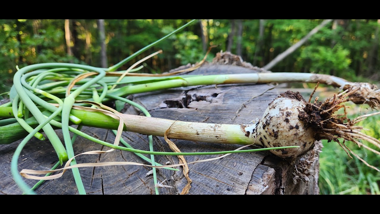 Is it too late to plant garlic in January?